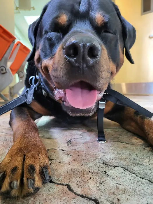 Huron Animal Hospital Picture 8