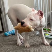 All Brick Veterinary Clinic LLC ico