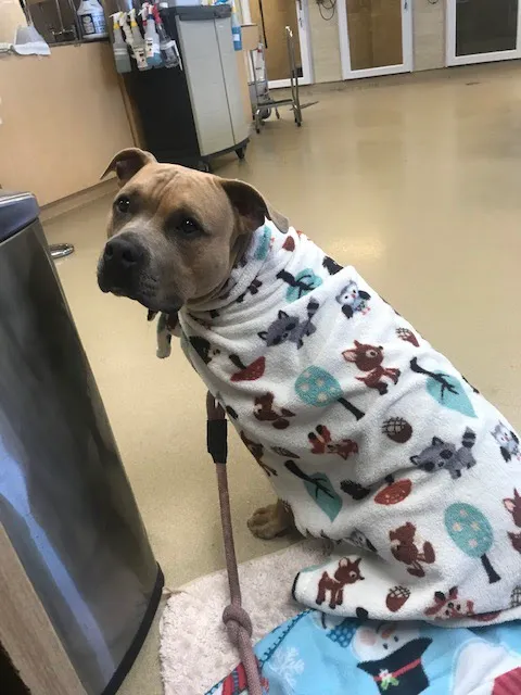 BluePearl Pet Hospital Picture 7
