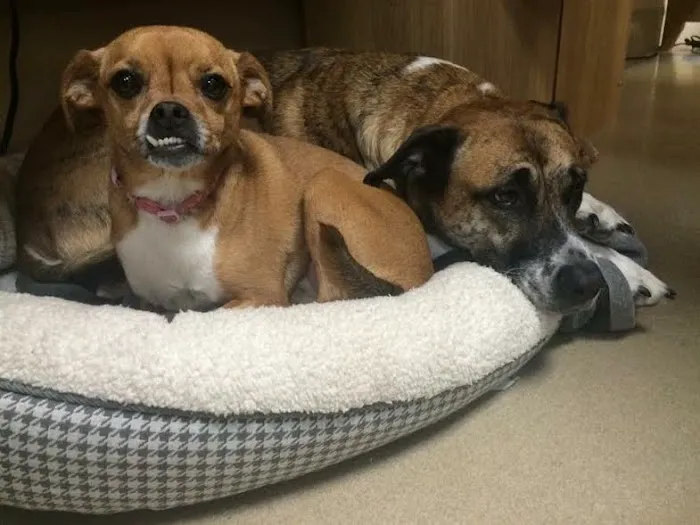 BluePearl Pet Hospital Picture 8