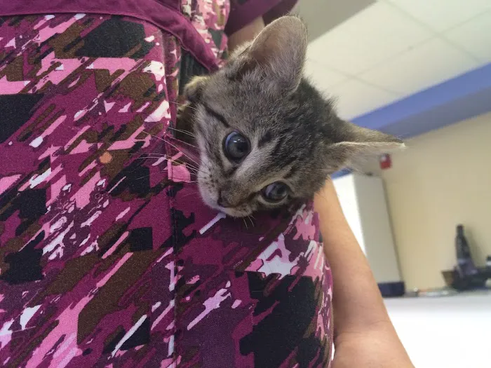 BluePearl Pet Hospital Picture 10