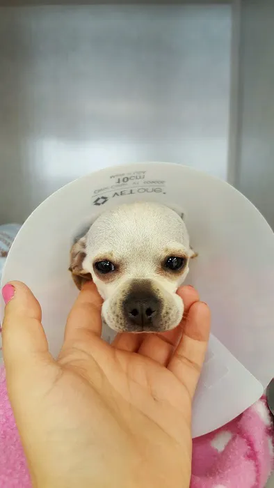 BluePearl Pet Hospital Picture 9