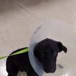 Banfield Pet Hospital