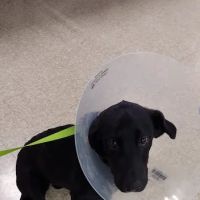 Banfield Pet Hospital ico