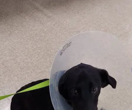Banfield Pet Hospital