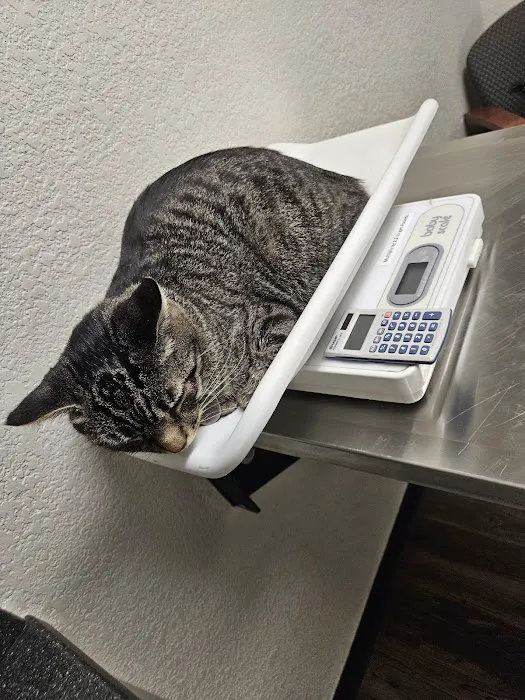 Olde Town Veterinary Clinic Picture 4