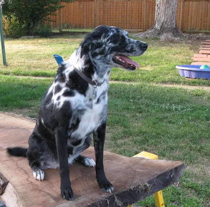 Westridge Veterinary Hospital Picture 6