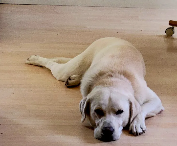 VCA Central Park Animal Hospital Picture 1