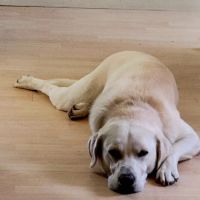 VCA Central Park Animal Hospital ico