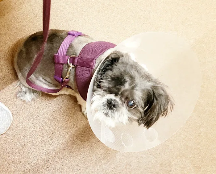 VCA Central Park Animal Hospital Picture 5