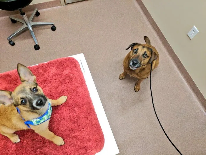 VCA Central Park Animal Hospital Picture 3