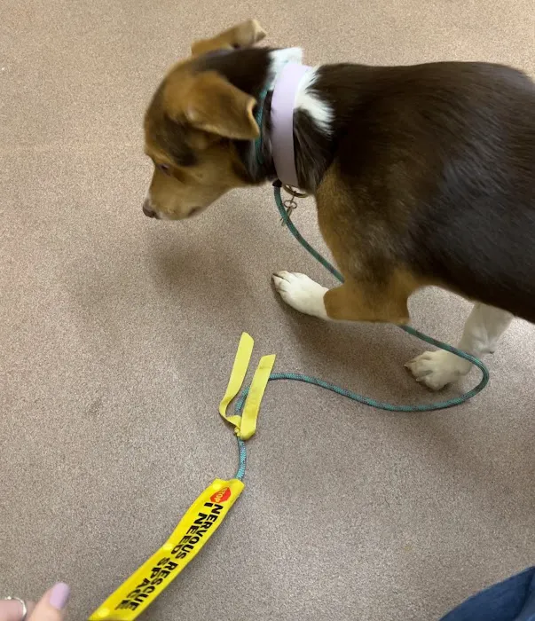 VCA Central Park Animal Hospital Picture 8