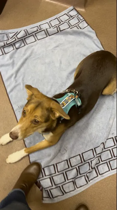 VCA Central Park Animal Hospital Picture 7