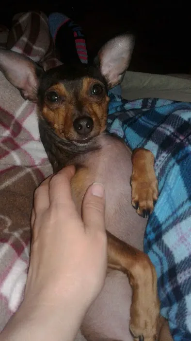Banfield Pet Hospital Picture 10