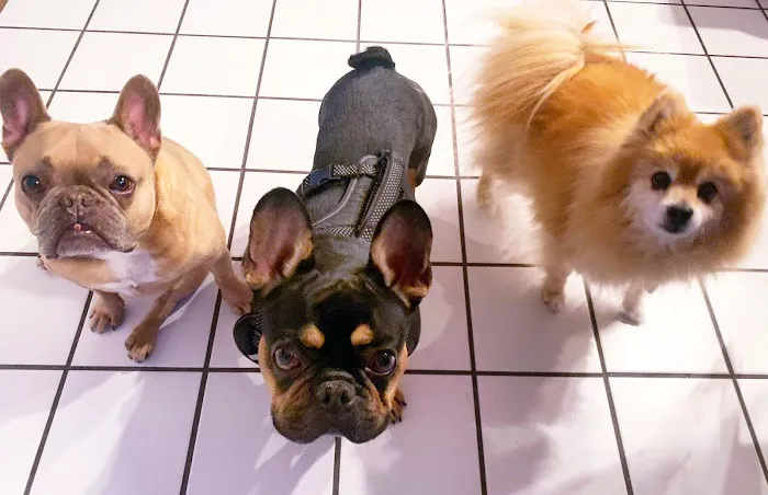 Banfield Pet Hospital Picture 8