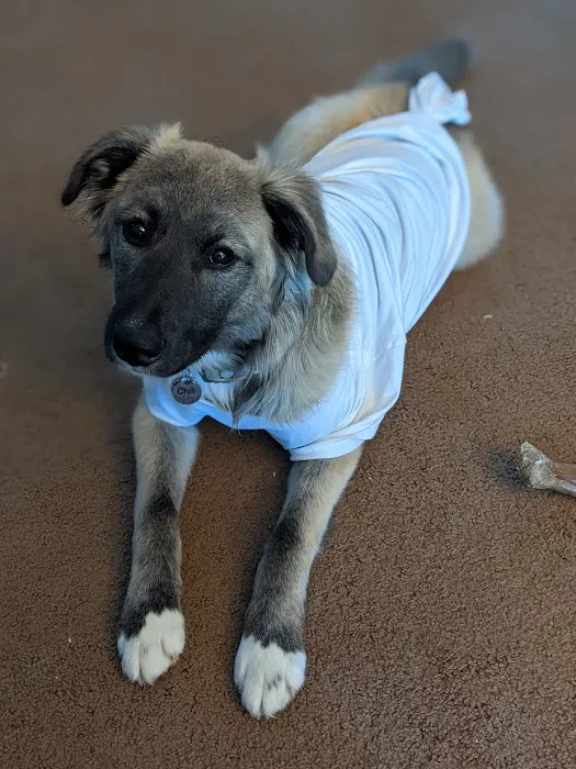 SpayToday Healthy Pet Center Picture 5
