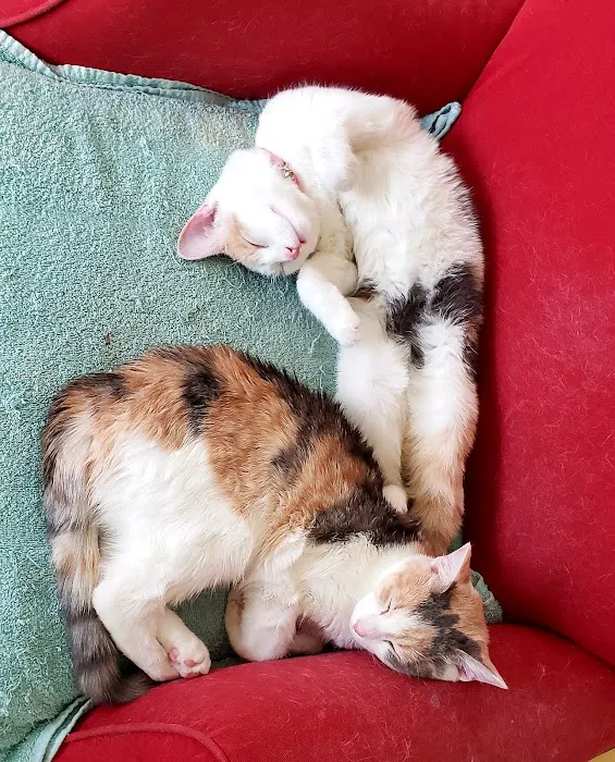SpayToday Healthy Pet Center Picture 4