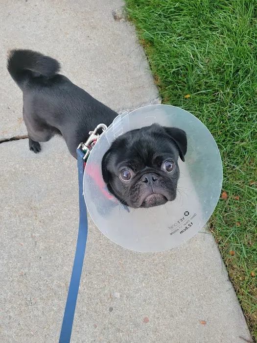 SpayToday Healthy Pet Center Picture 8