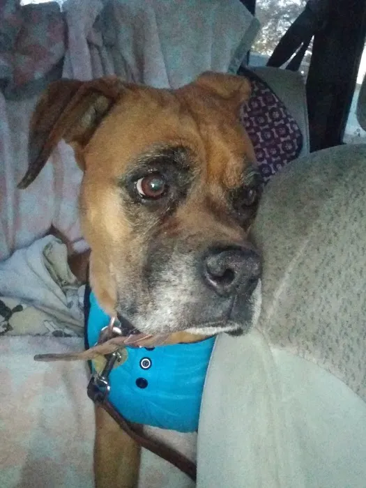 SpayToday Healthy Pet Center Picture 9