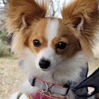 Lakewood Veterinary Hospital ico