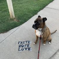 Banfield Pet Hospital ico