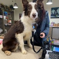 Evans East Animal Hospital ico