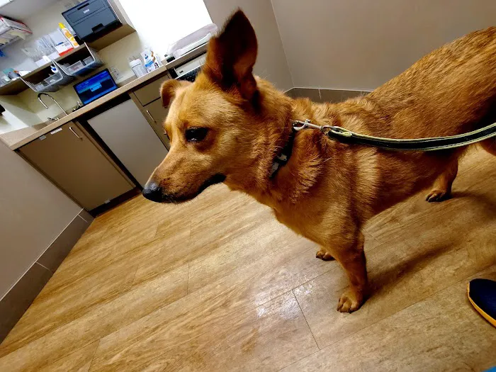 Evans East Animal Hospital Picture 10