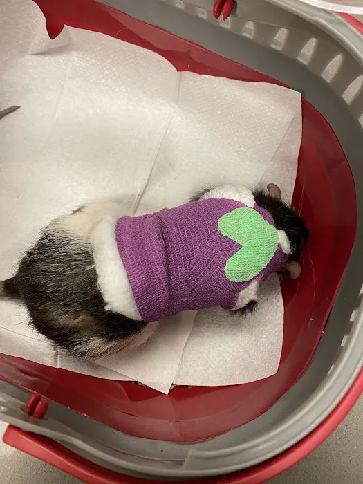 VIDA Veterinary Care - Denver Picture 5