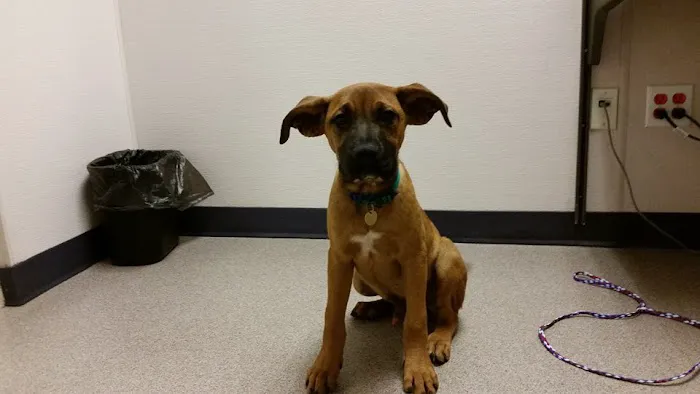 VIDA Veterinary Care - Denver Picture 8