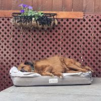 Wellshire Animal Hospital ico