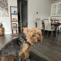 Animal Urgent Care Park Hill ico