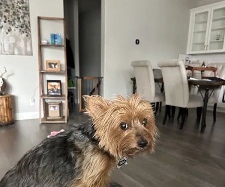 Animal Urgent Care Park Hill