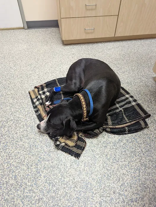 Animal Urgent Care Park Hill Picture 6