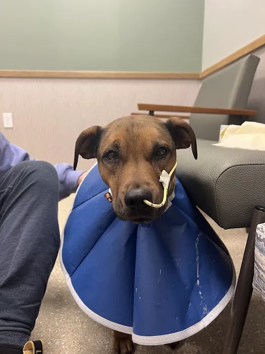Animal Urgent Care Park Hill Picture 10