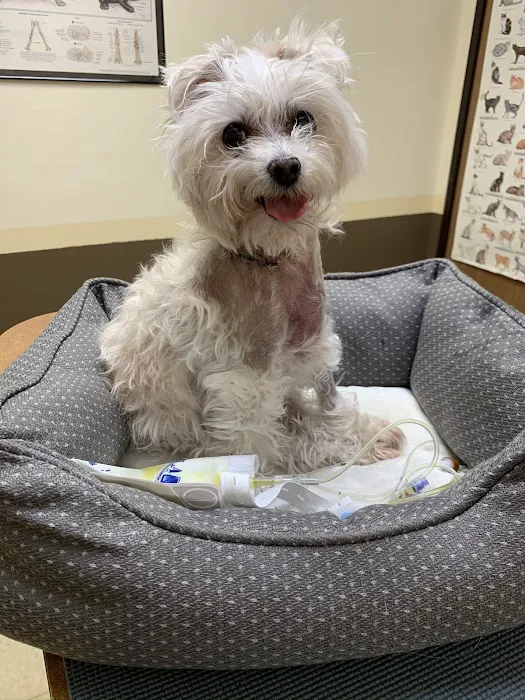Aspen Commons Animal Hospital Picture 3