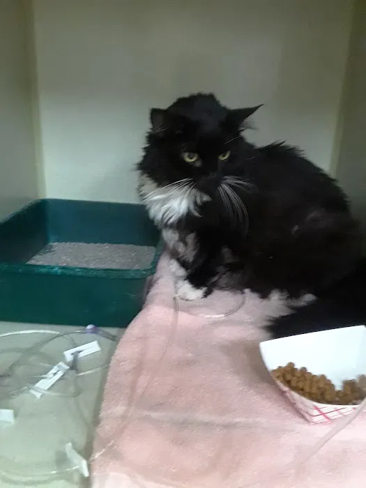 Aspen Commons Animal Hospital Picture 5