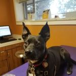 Pets R Us Aurora