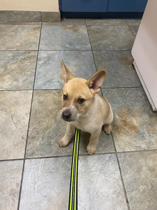Goldsmith Veterinary Clinic Picture 1
