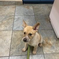 Goldsmith Veterinary Clinic ico