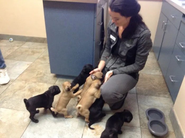 Goldsmith Veterinary Clinic Picture 2