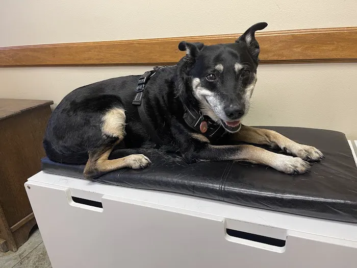 Goldsmith Veterinary Clinic Picture 8