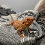 Colorado Exotic Animal Hospital