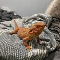 Colorado Exotic Animal Hospital ico