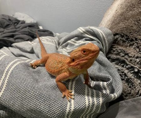 Colorado Exotic Animal Hospital