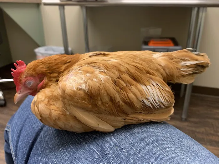 Colorado Exotic Animal Hospital Picture 2