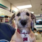 West Denver Veterinary Hospital & Wellness