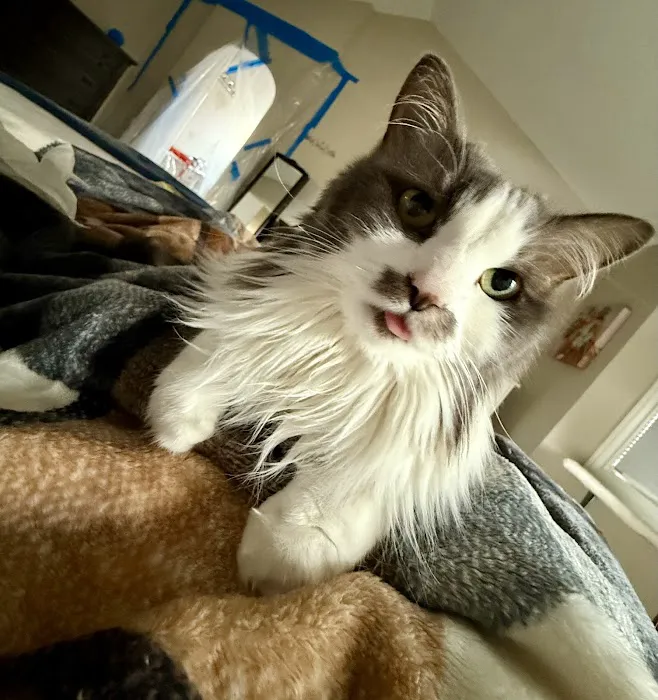 Wheat Ridge Animal Hospital Picture 2