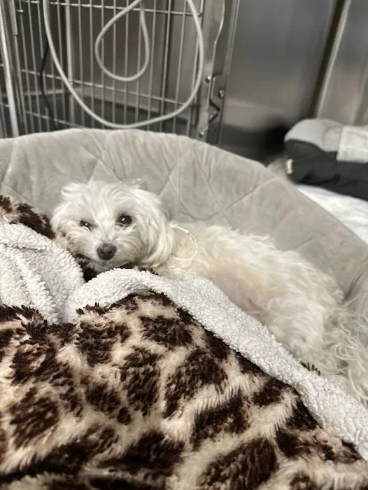 Wheat Ridge Animal Hospital Picture 7