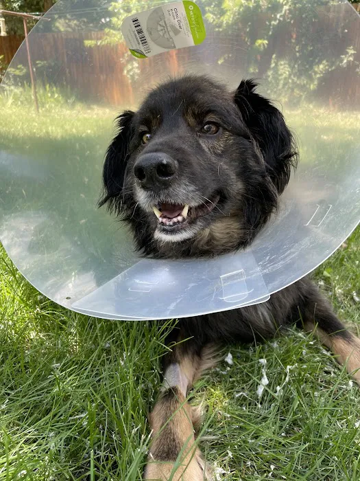 Wheat Ridge Animal Hospital Picture 8