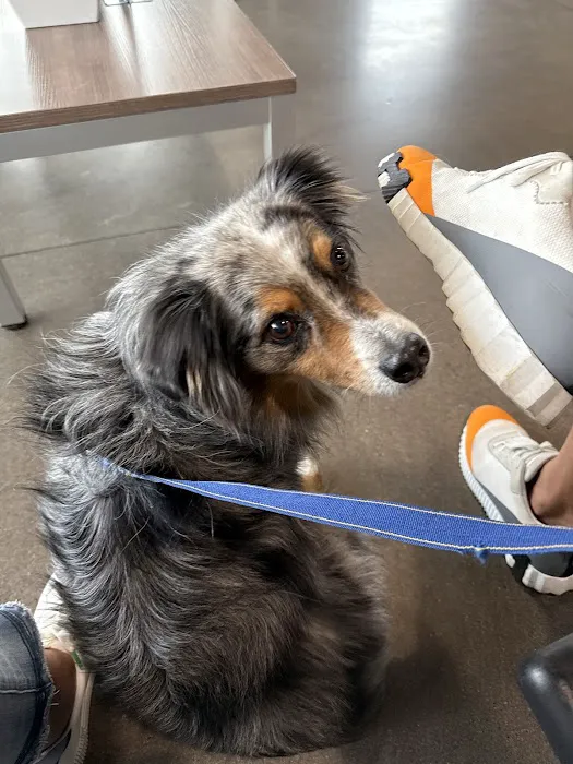 Wheat Ridge Animal Hospital Picture 9